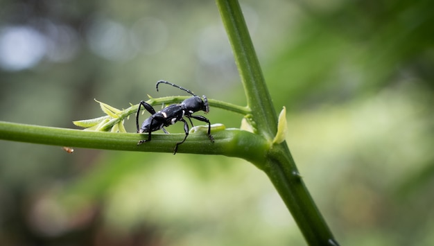 Close-up de escarabajos en ramita