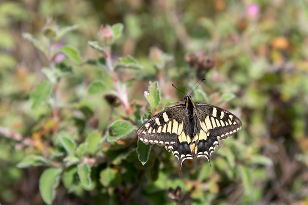 Close-up de una especie de mariposa en Toscana