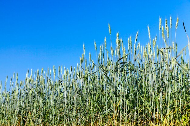 Close-up de espigas de trigo verde