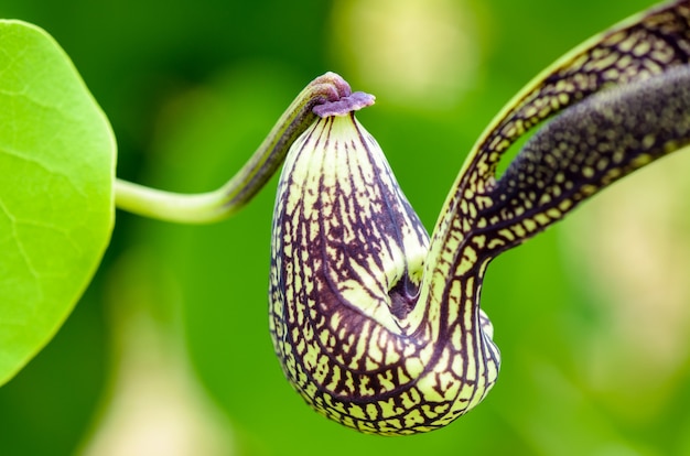 Close-up exótica flor verde a rayas negras con forma de pollo. Es una planta ornamental cuyo nombre es Aristolochia ringens Vahl o Dutchman's Pipe