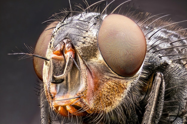 Close-up extremo de um inseto