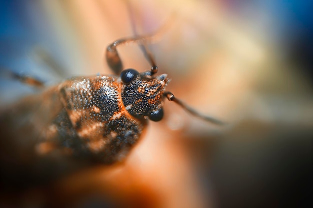 Close-up extremo de um inseto