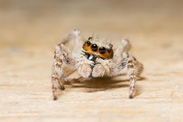 Close-up extremo de uma aranha saltadora