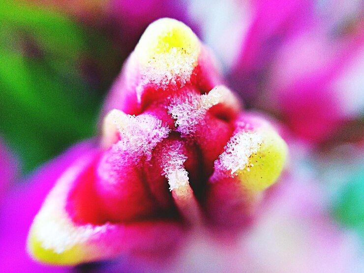 Foto close-up extremo de uma flor rosa florescendo ao ar livre