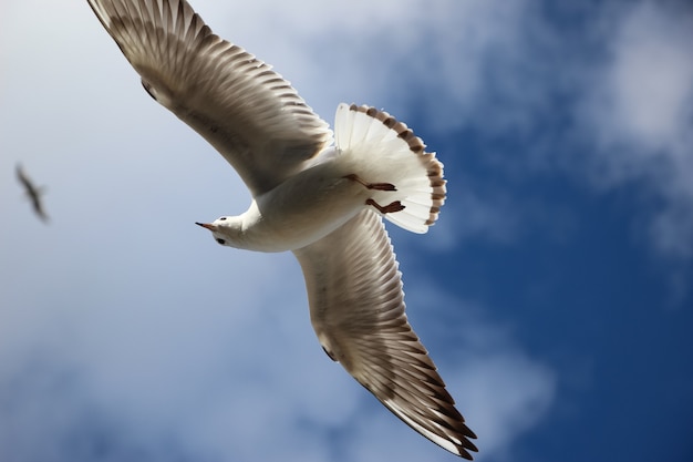 close-up extremo de uma gaivota voadora no céu azul