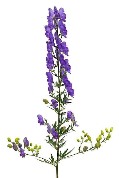 Close-up de flor de aconitum brillante