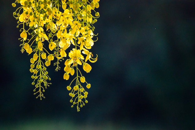 Close-up, flor amarela com fundo verde