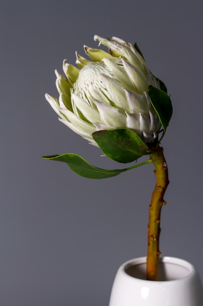 Close-up flor blanca rey protea en florero de cerámica minimalista