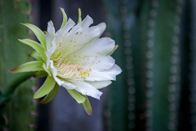 Close-up flor de cacto que floresce no jardim | Foto Premium