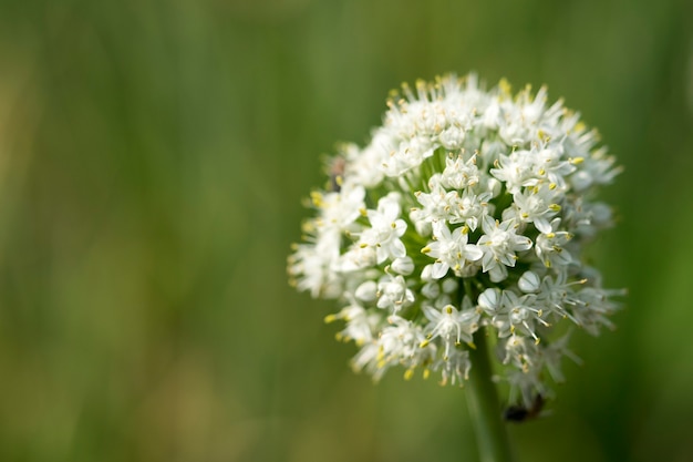 Close-up flor de cebola branca dos agricultores tailandeses