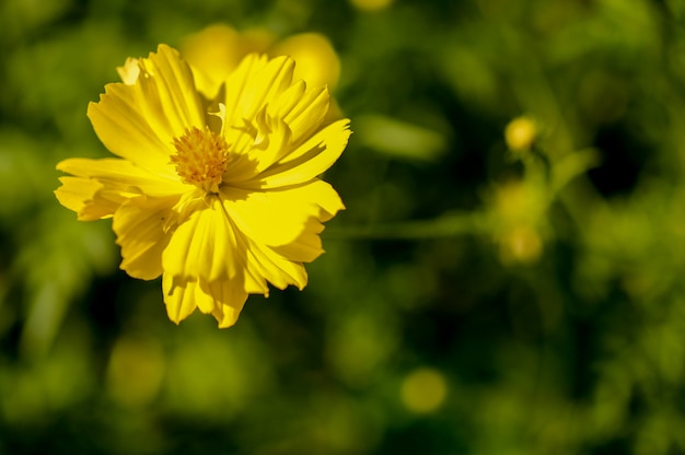 Close-up, flor de cosmos amarelo.