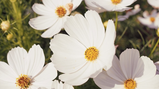 close-up flor de cosmos no jardim