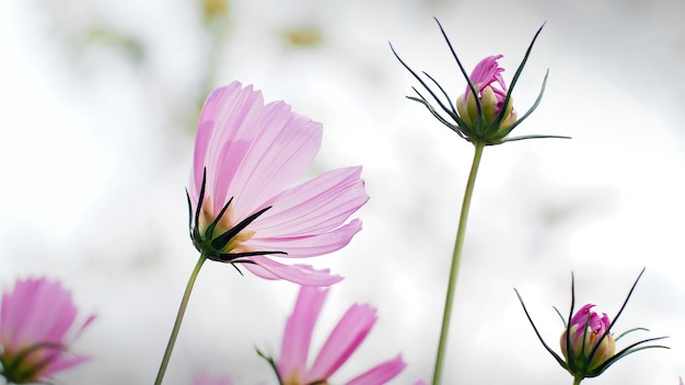 close-up flor de cosmos no jardim