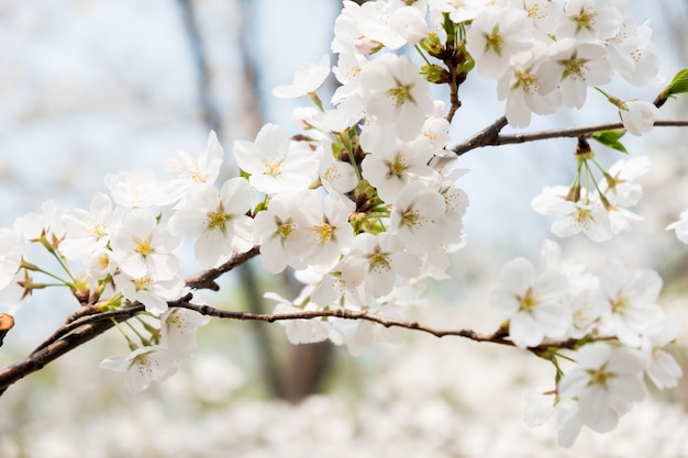 Close-up flor de flor branca sakura na árvore na primavera sazonal