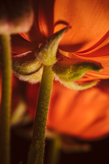 Close-up flor de laranjeira