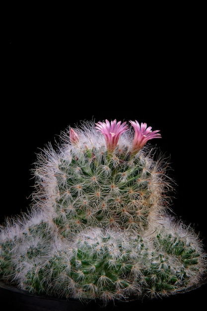 Close-up flor rosa de cacto mammillaria