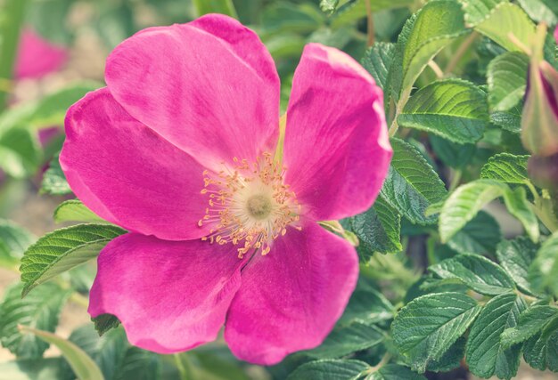 Close-up flor rosa de rosa brava