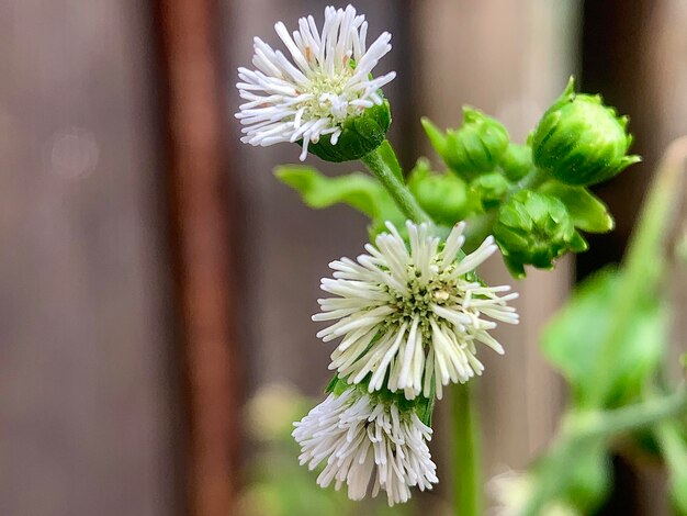 Foto close up de flores blancas con hojas verdes