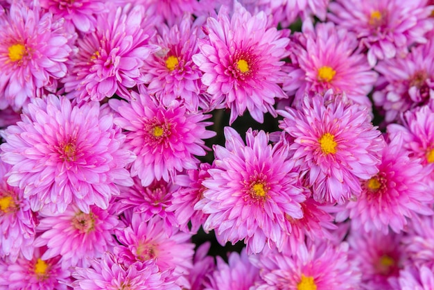 Close-up flores de crisântemo vista superior do fundo. Flores de crisântemo roxas sem costura