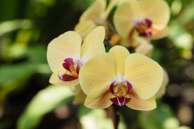 Foto close-up flores de orquídea amarelas com folha verde no jardim