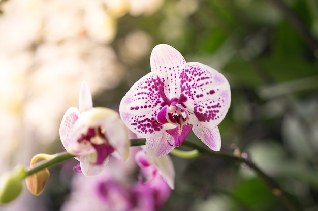 Close-up flores de orquídea roxas e brancas selvagens com botões