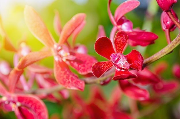 Close-up de flores rojas y la luz del sol es una hermosa naturaleza de Renanopsis Lena Rowold o Rhynchostylis Orchid en la rama del árbol