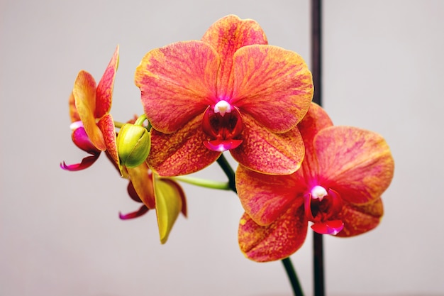 close-up flores vermelhas da orquídea