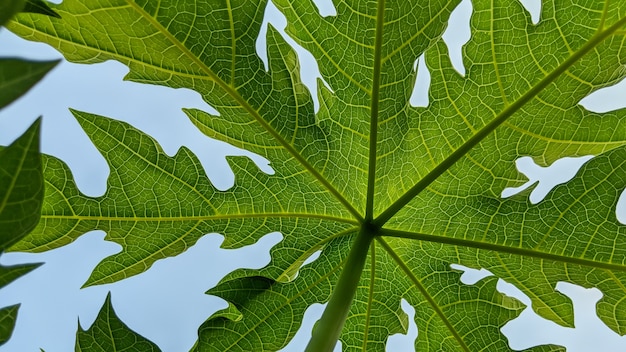 close up, folhas de mamão são adequadas para fundos da natureza