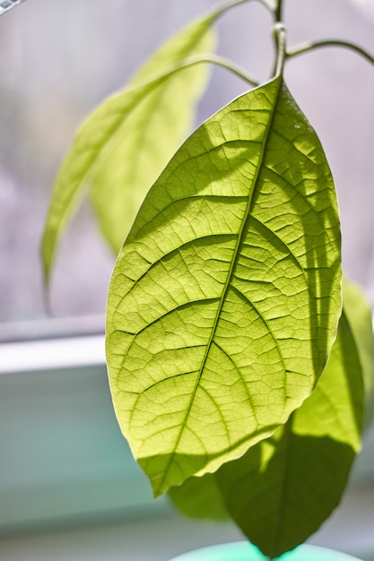 Close-up de follaje de un joven árbol de aguacate contra una ventana lluviosa