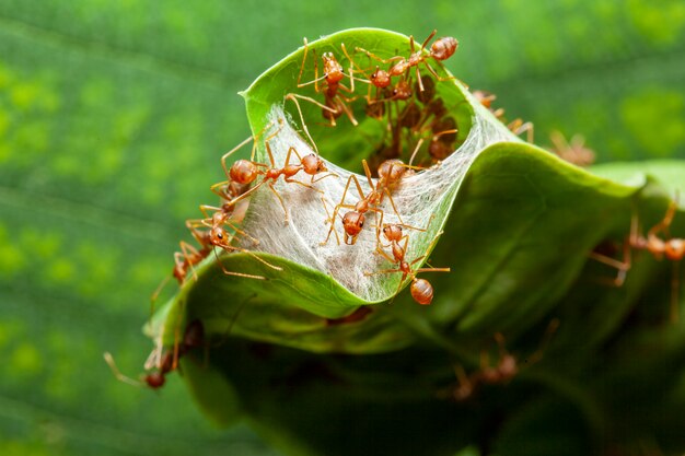 Close-up, formiga vermelha, guarda, para, formiga vermelha, ninho, em, folha verde