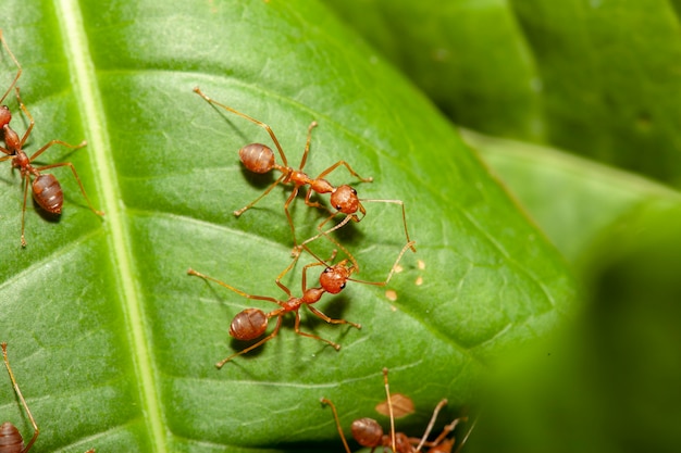 Close-up formiga vermelha multidão na folha verde na natureza na tailândia