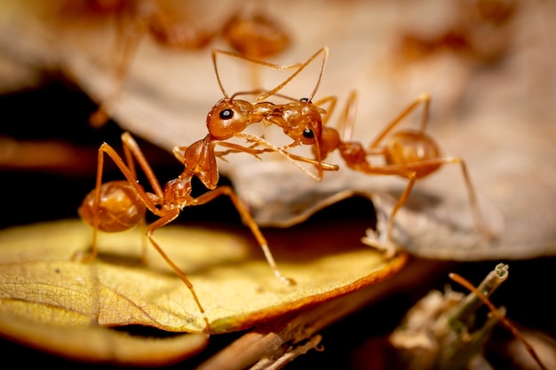 Close-up formigas inseto no chão
