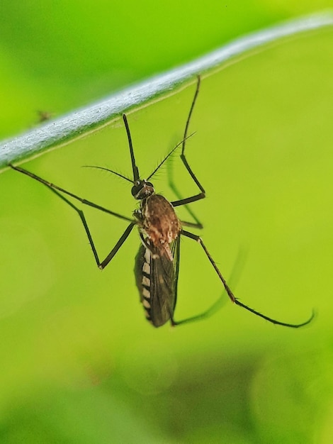 Foto close-up-foto eines moskitos auf einem grünen blatt