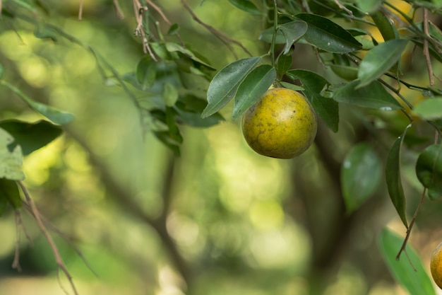 Close-up Fotografie Obst Orange Bokeh Hintergrund