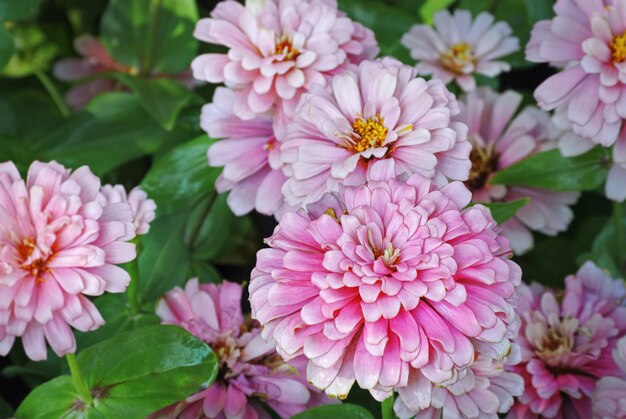 Close-up frescas flores rosadas en el parque