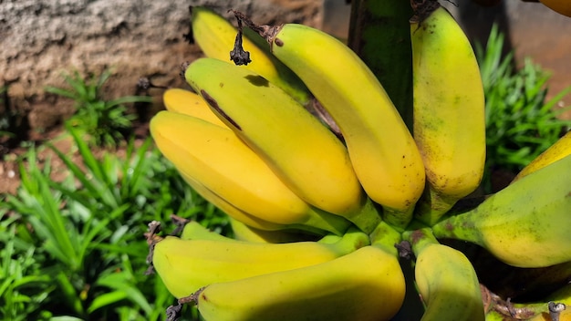 Close-up, fruta de banana verde amarelada em uma velha bananeira. fotos de alta qualidade 01