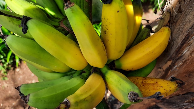 Close-up, fruta de banana verde amarelada em uma velha bananeira. fotos de alta qualidade 02