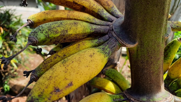 Close-up, fruta de banana verde amarelada em uma velha bananeira. Fotos de alta qualidade 05