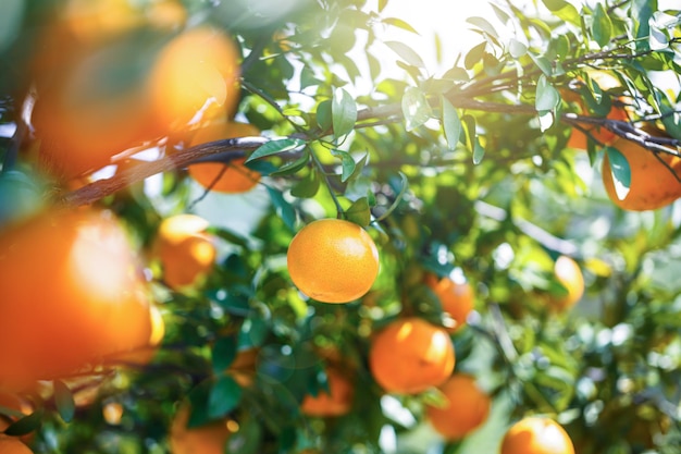 Close-up frutas laranjas maduras penduradas em uma árvore no jardim de plantação de laranja