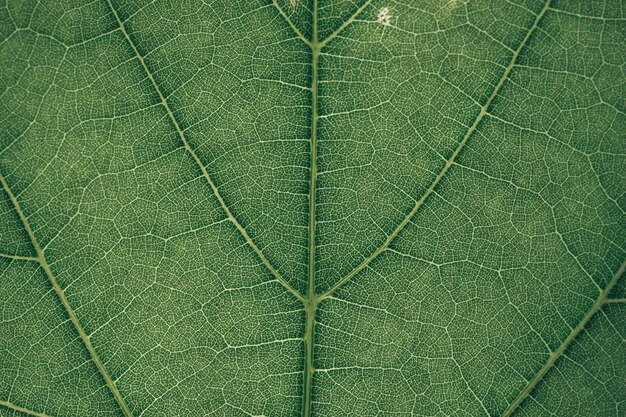 Close up fundo de textura verde Tiro recortado de folha verde texturizada Fundo de natureza abstrata p