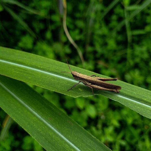 Close up gafanhoto fundo lindo conceito de natureza tropical folha