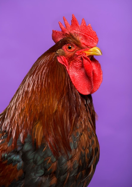 Close-up de un gallo holandés Welsummer contra el fondo púrpura