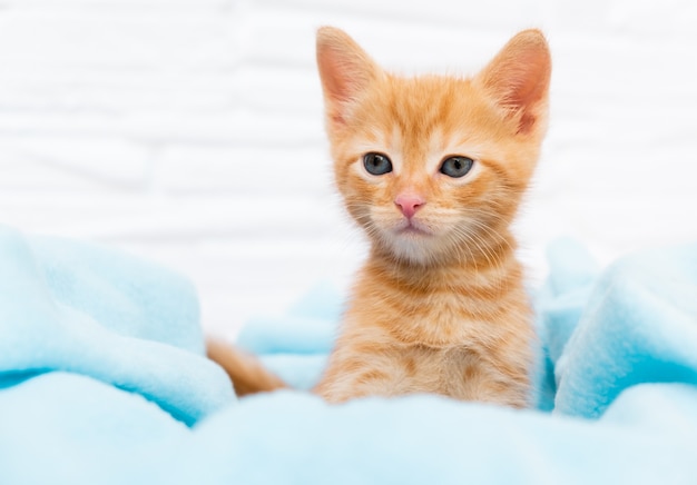 Close-up gatinho curioso malhado gengibre sentado em um cobertor azul e olhando em volta do conceito de animais de estimação