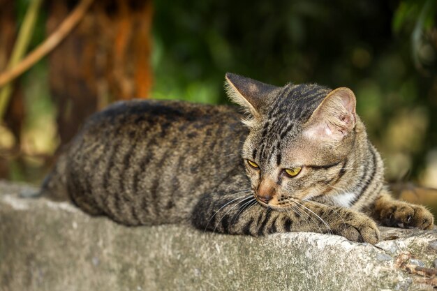 Close-up gato cinza na parede velha perto do jardim