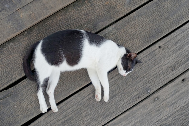 Close-up gato dorme em madeira no parque