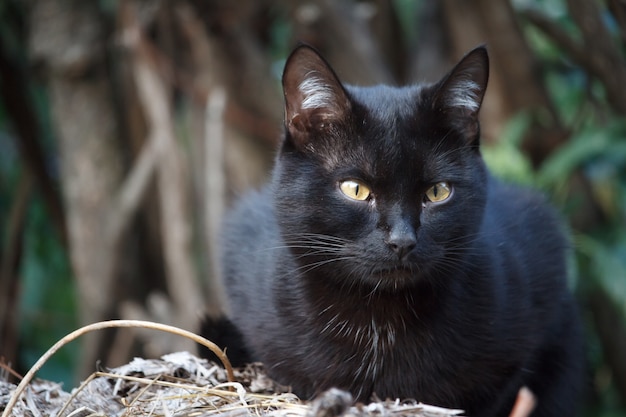 Close-up gato negro de pelo corto con ojos amarillos se sienta en el techo del cobertizo