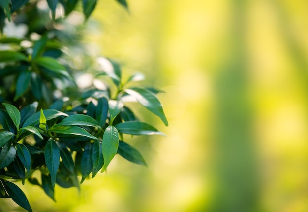 Close-up Gerdenia Crape Jasmine folhas verdes no jardim em fundo natural