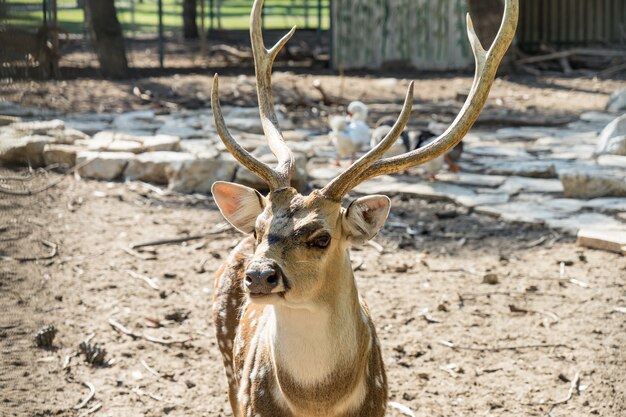 Close-up gesichtet Chital Hirsch in einem Park Yarkon. Tel Aviv, Israel.