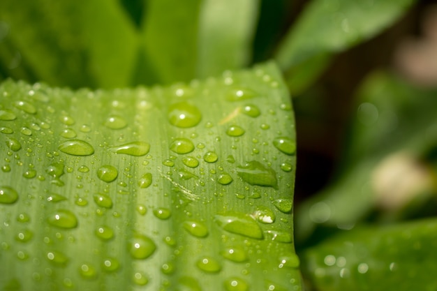 Close up de gotas de agua en la hoja verde con la naturaleza en el fondo de temporada de lluvia.