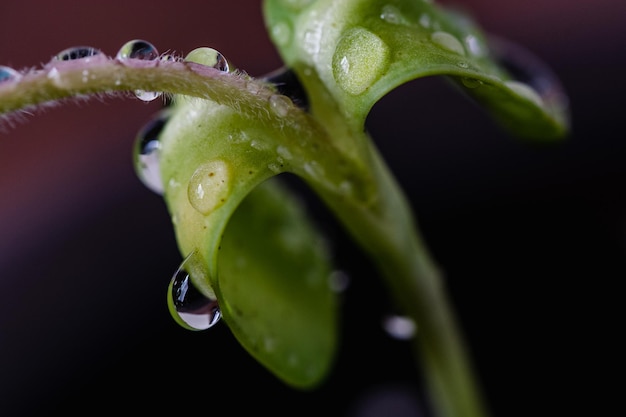 Close-up de gotas de agua sobre la hoja contra el fondo negro